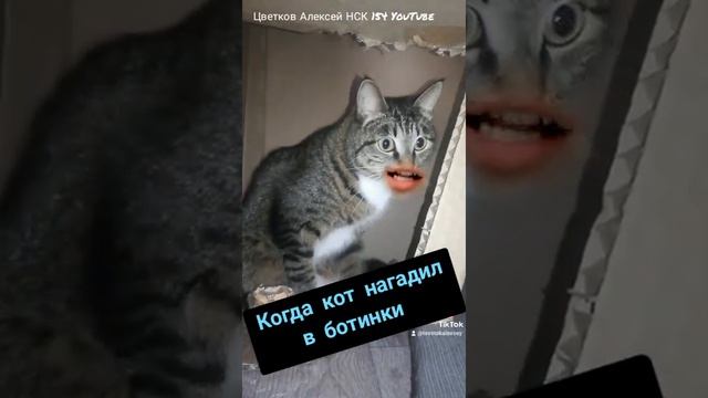 Когда кот нагадил в ботинки. Кот. Жизнь кота. Говорящий кот. Смешной кот. Ржака. Котяра. Кот бумер