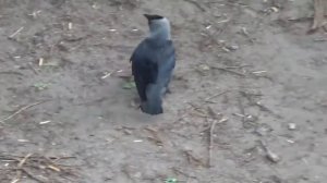 Птицы галки во дворе