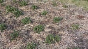 Картофель без вспашки почвы.Часть 1