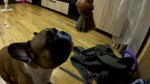 Любимая игра ФРАНЦУЗСКОГО БУЛЬДОГА ЖЕКЕРИ - French bulldog cute