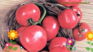 Томат обыкновенный Розина. Краткий обзор, описание характеристик, где купить саженцы Rozina