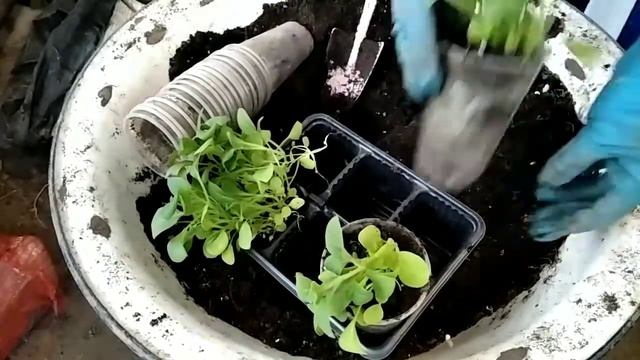 Как ещё можно пикировать петунию из недражированных семян смотреть онлайн