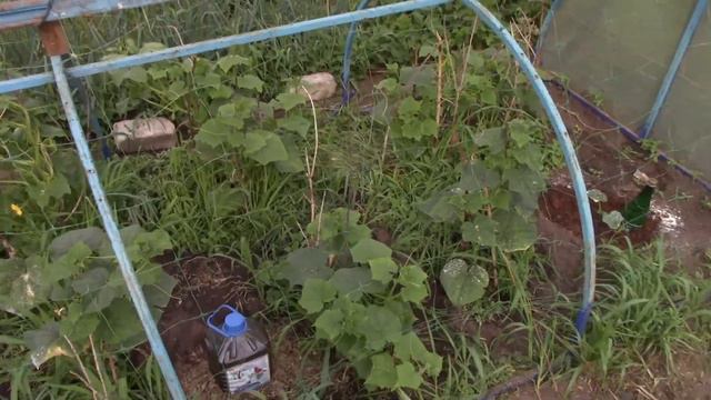 ПАРНИК и ШПАЛЕРА своими руками для ОГУРЦОВ  !!!