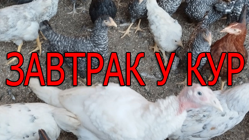 Утреннее кормление птицы