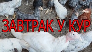 Утреннее кормление птицы