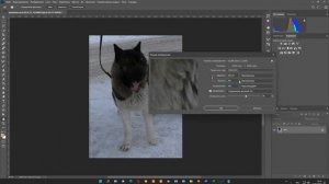 Видеосьемка собаки и обработка фото в фотошопе 22г