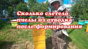 СКОЛЬКО ПЧЕЛЫ ОСТАЛОСЬ В ОТВОДКЕ, ВЫШЛА ЛИ МАТКА ИЗ МАТОЧНИКА.