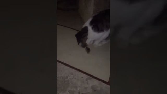 Кошка Пуся поймала мышь смотреть онлайн