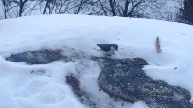 Белокуриха 2 январь смотреть онлайн