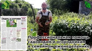 ОБРАБОТКА ЗЕМЛЯНИКИ САДОВОЙ КЛУБНИКИ ПОСЛЕ СБОРА УРОЖАЯ. Санация клубничника от болезней и клеща.