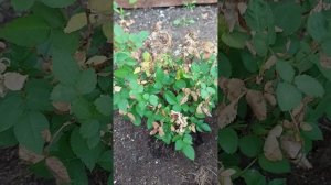 как перезимовать розе, проверенный совет!