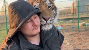 Продолжаем знакомить Тигрят!)