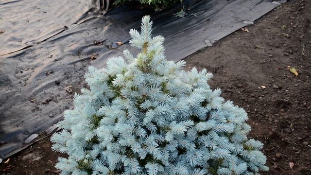 picea pungens sester dwarf 2021 6 10 смотреть онлайн