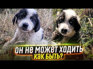❗SOS❗Массово Выкинули щенят за город, один не может ходить . СРОЧНО ищут добрые руки