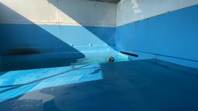 У тюленя Маэстро ВСЕ ЗАМЕЧАТЕЛЬНО! смотреть онлайн