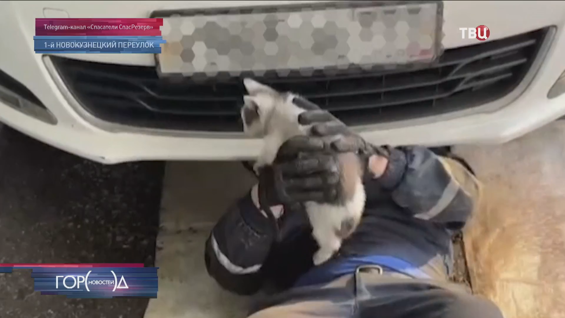 Сотрудники "СпасРезерва" вытащили котенка из-под капота иномарки / Город новостей на ТВЦ