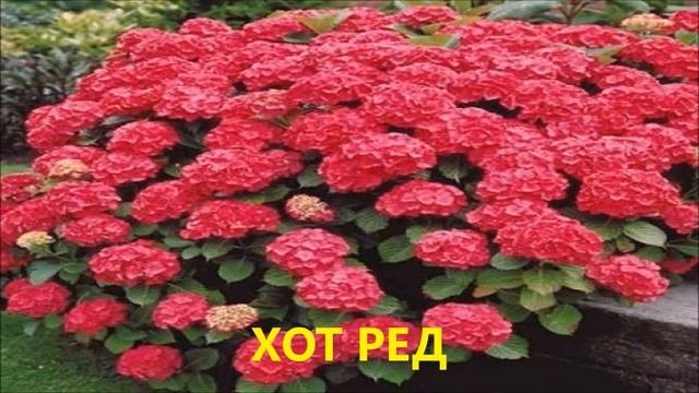 КРУПНОЛИСТНАЯ МОРОЗОСТОЙКАЯ ГОРТЕНЗИЯ. ЭТИ СОРТА ЦВЕТУТ НА ПОБЕГАХ ПРОШЛОГО И ТЕКУЩЕГО ГОДА