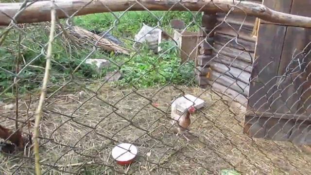 Чьи яйца? Курица уходит нести яйца? смотреть онлайн