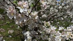 Берёзовское ущелье. Прогулка по окрестностям города-курорта Кисловодск