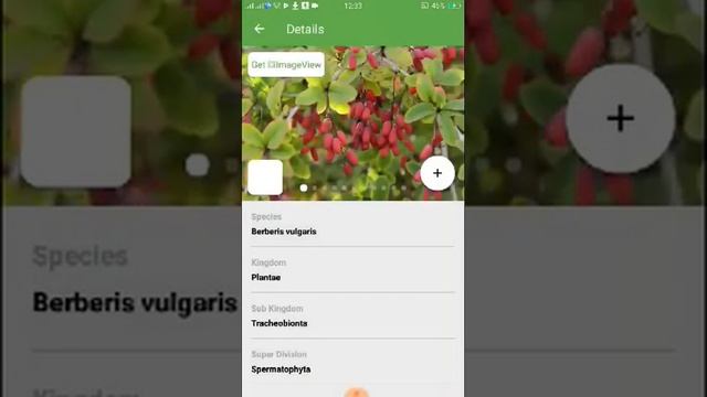 PlantSnap identifies a Common Barberry (Berberis vulgaris)