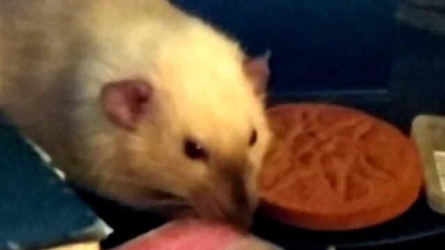 Крыса стачивает зубы и пучит глаза смотреть онлайн