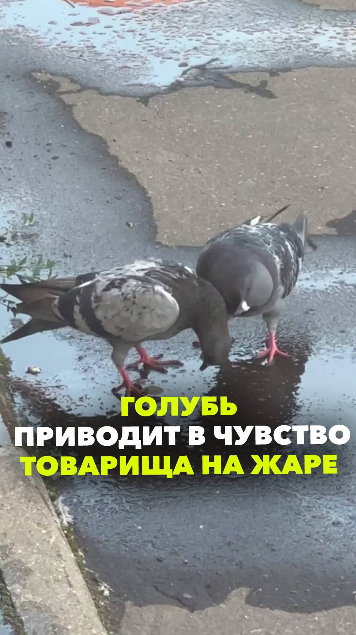 Дружеская взаимовыручка: голубь пытается спасти товарища от жары. Снято у метро Тимирязевская