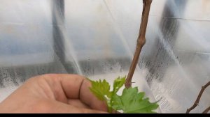 Виноград преображение. Нормировка побегов на ягоду. Мастер класс от @ZubtsovSergey