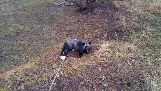 A Silver fox and a Dark hole @DenisKorza 🦊 #fox #marmota #walking #nature смотреть онлайн