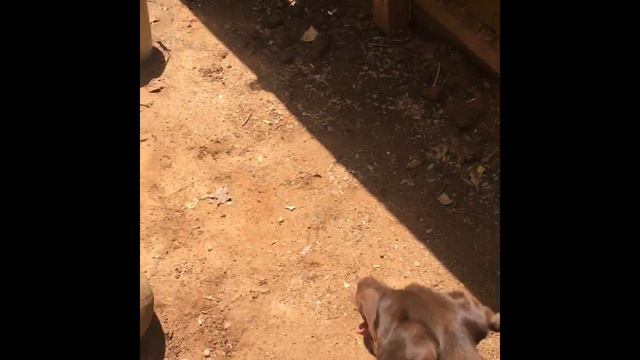 My Pitbull-Doberman mix смотреть онлайн