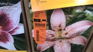 САДОВЫЙ РАЙ ОБИ! Посадочный материал:гладиолусы, лилии, георгины, пионы,розы.