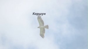 Птицы России. Тамбовская область