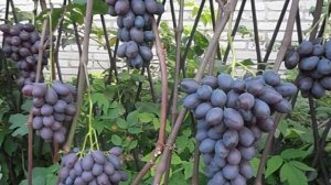 Виноград Каталония 2018г