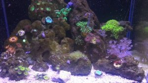 Как быстро растут кораллы?