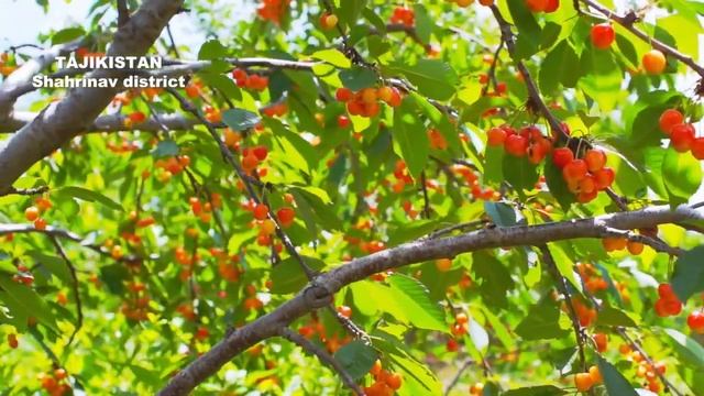 Cherries Tadjikistan Вишня черешня Таджикистан раён Шахринав