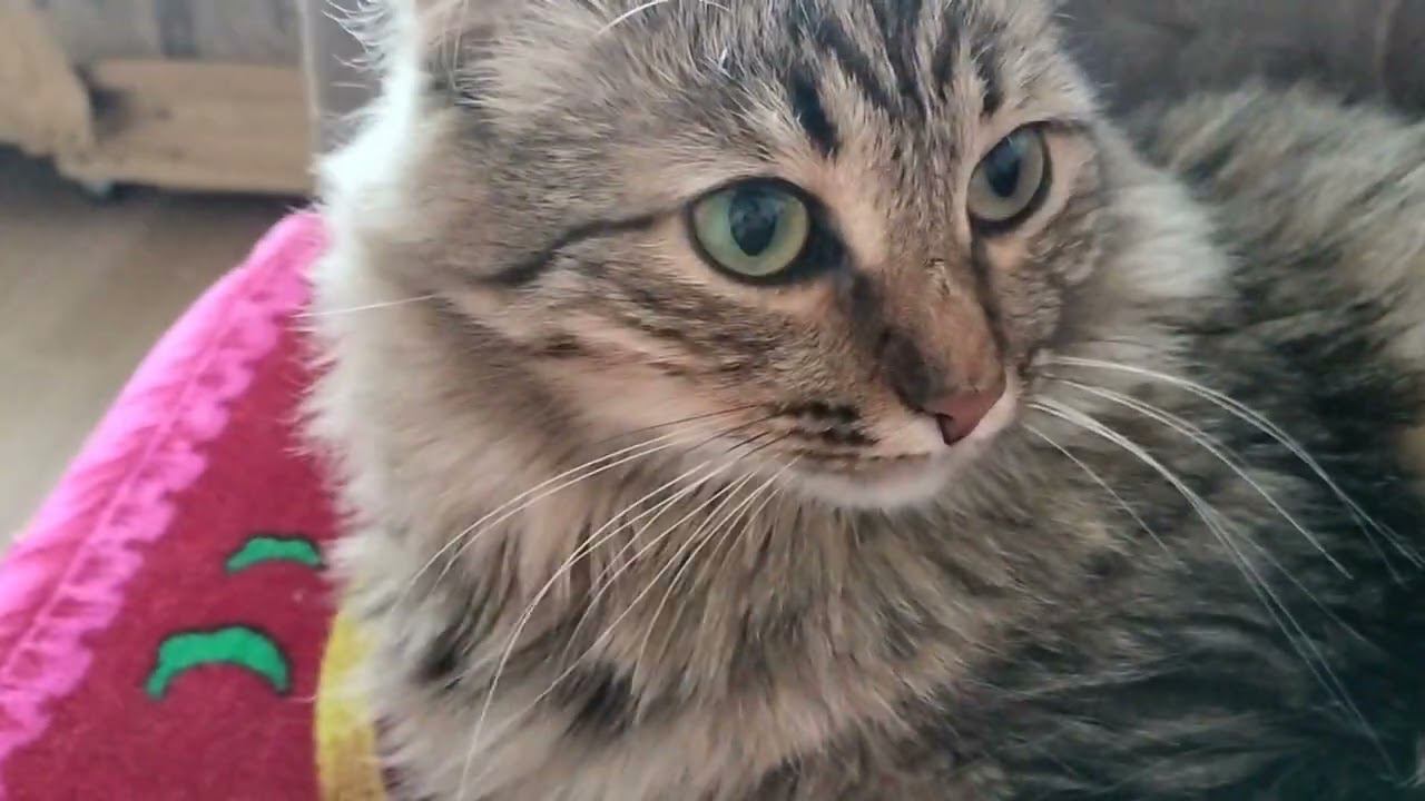 моя кошка #1 смотреть онлайн