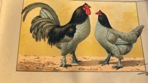 Породы кур. Бреда.