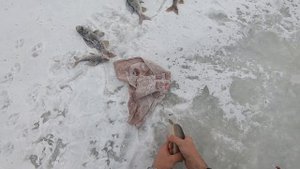 Зимняя рыбалка на хариуса. Октябрь 2021. Полдледная рыбалка. Arctic Grayling. Камчатка. Пенжина .