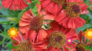 Гелениум осенний Роте Тоне. Краткий обзор, описание характеристик helenium autumnale Rote Tone