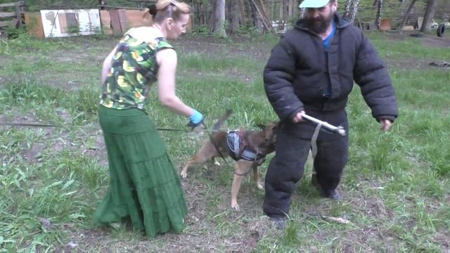 Пупков тренирует малинуа Драйва на защиту хозяйки