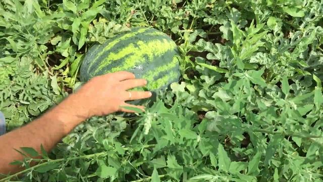 Новинка сезона 2019 арбуз Руни от компании Энза Семена смотреть онлайн