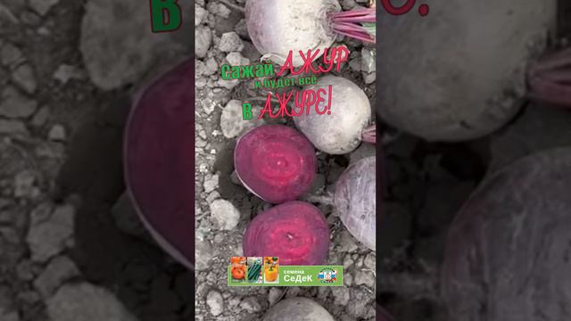 Ранняя, урожайная и надёжная свекла Ажур! смотреть онлайн