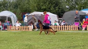 ПП 079 Зависть Богов ФЛАГМАН / Моно немецких овчарок ПК БРОННИЦЫ 10.08.2024