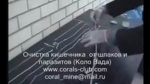 Бычий цепень