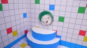 ? Hamster Escapes the Rainbow POP IT Maze [OBSTACLE COURSE]