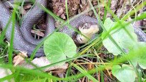 Змея (Уж) атакует... защищается...