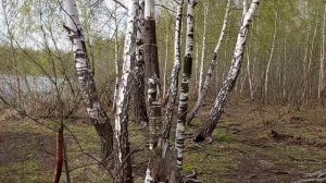 Прогулка у Святого озера в Косине. Катались на карусели в Кожухове.