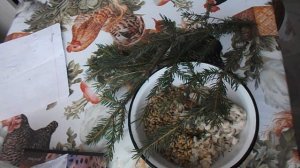 Витамины для кур зимой. Хвоя для кур. Куры зимой. Голошейные куры несушки, цветной бройлер.