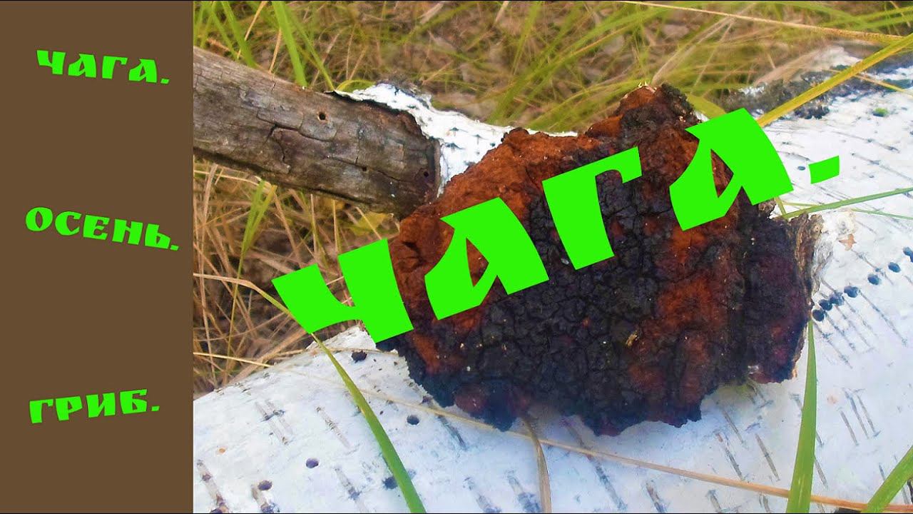 Чага. Заготовка чаги.