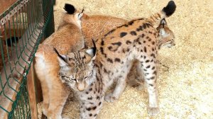 РЫСЬ ТАНЦУЕТ КАК ДОМАШНЯЯ КОШКА / Симба встречается с Ханной