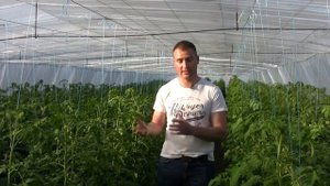 Серая гниль на томатах   комплексный подход к проблеме в теплице